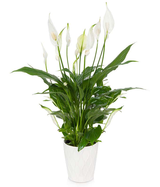 Elegant peace lily floor plant