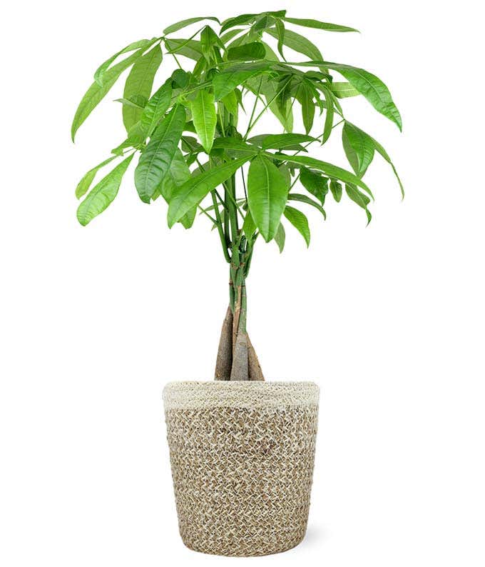 Auspicious Potted Money Tree