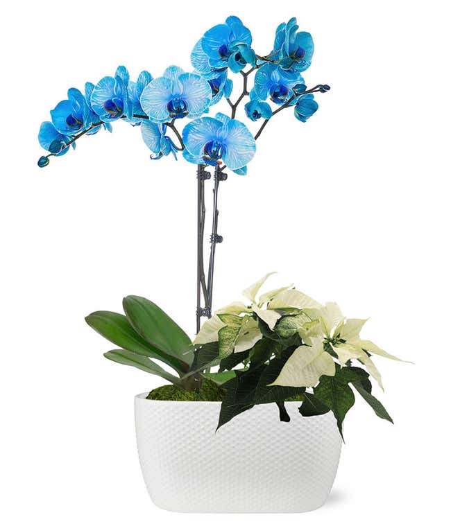 Blue Christmas Orchid &amp; Poinsettia Duo