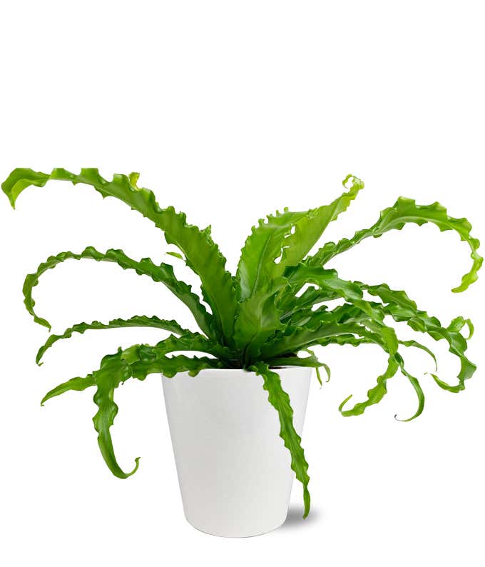 Beautiful Bird's Nest Fern Potted Plant