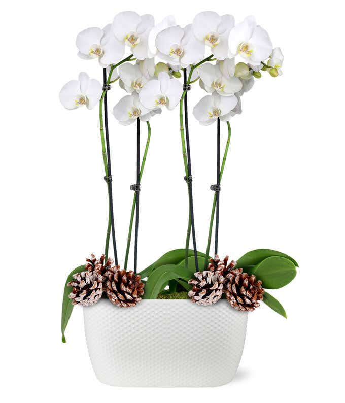White Woodland Orchid Duo