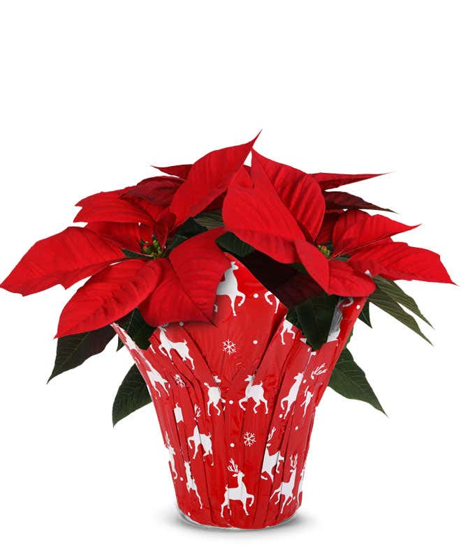 Red Reindeer Poinsettia