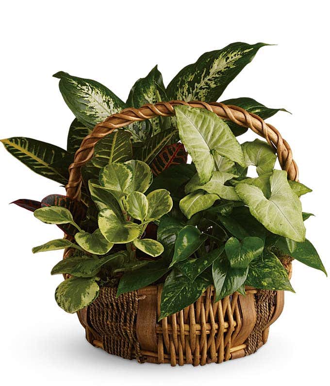 Emerald Garden Basket