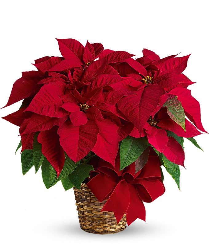 Red Poinsettia