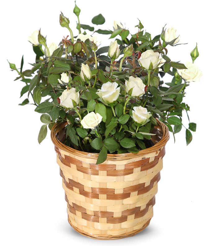 White Mini Rose Potted Plant