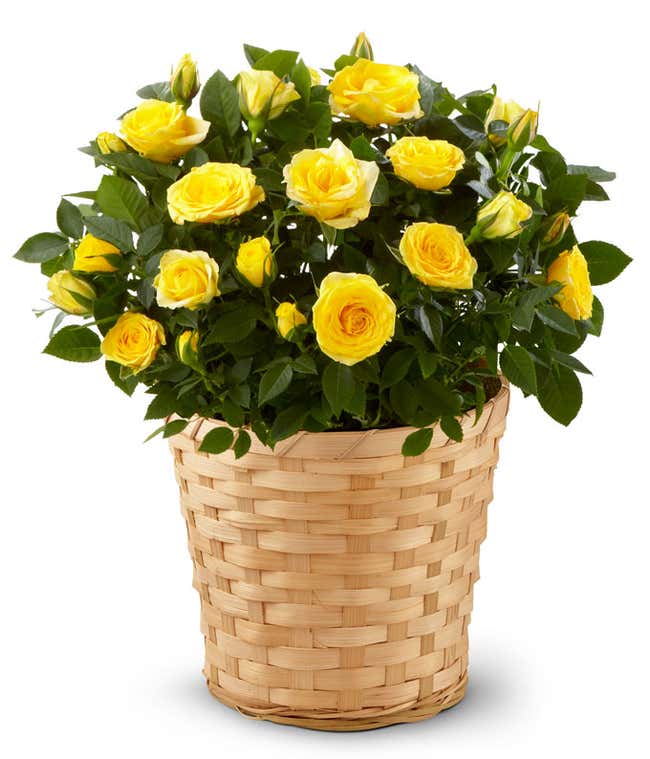 Flowering Plant Delivery - From You Flowers