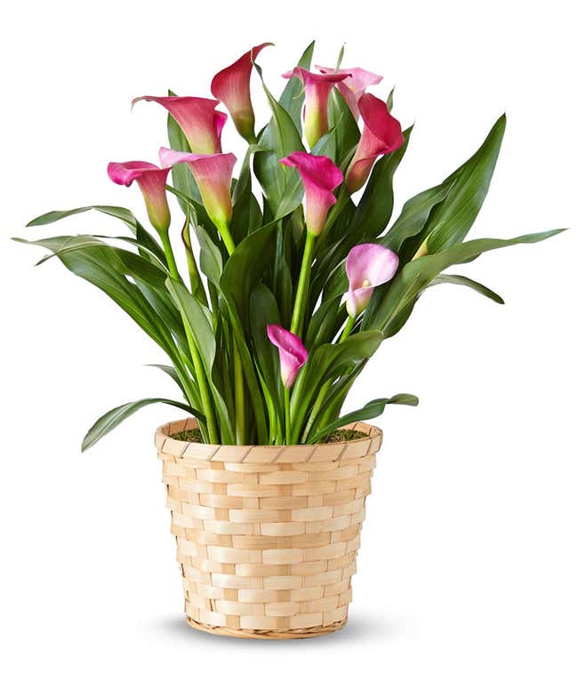 Pink Calla Lily Potted Plant