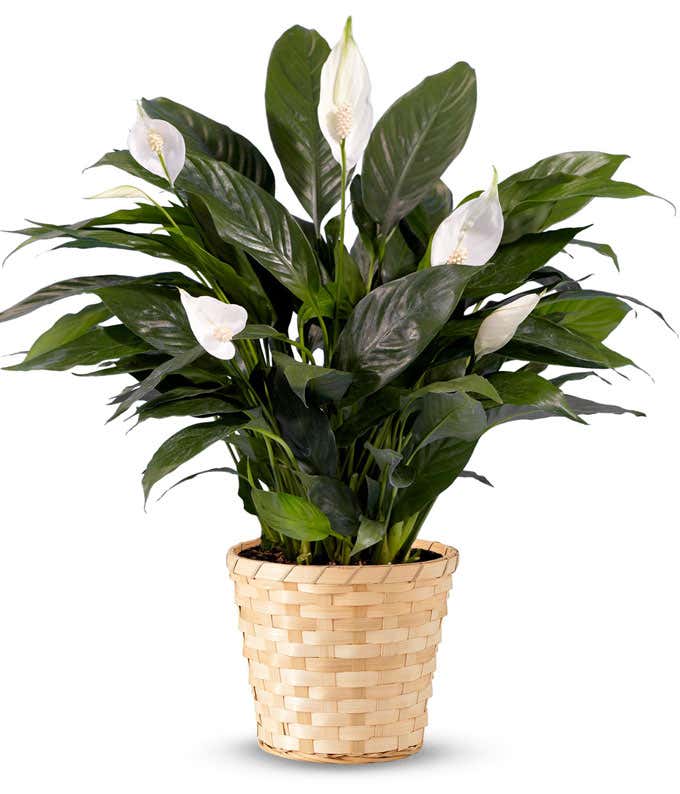 Serene Peace Plant