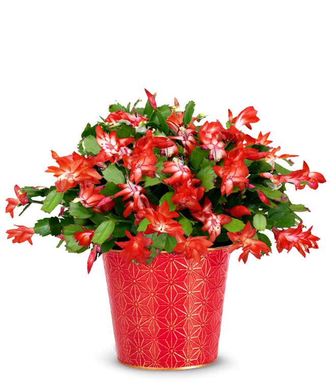 Green cactus plant with red blooms, with a red and gold tin planter.