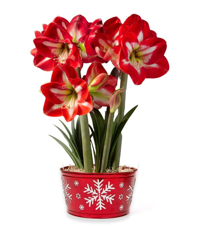 Bulb garden featuring red amaryllis blooms with white centers, in a metallic red tin container decorated with glitter snowflakes
