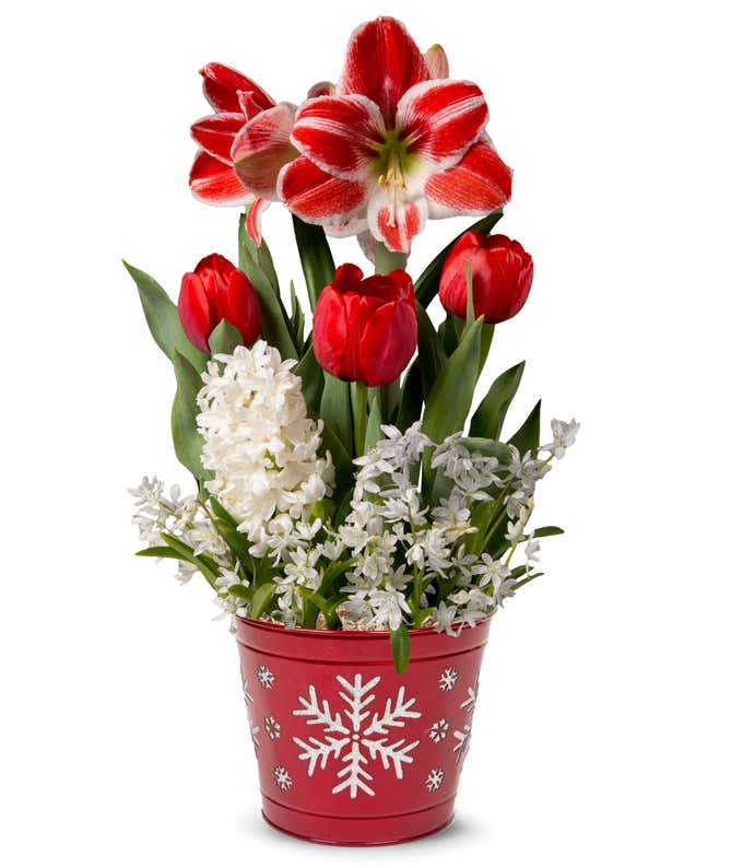 Candy Cane Amaryllis Garden