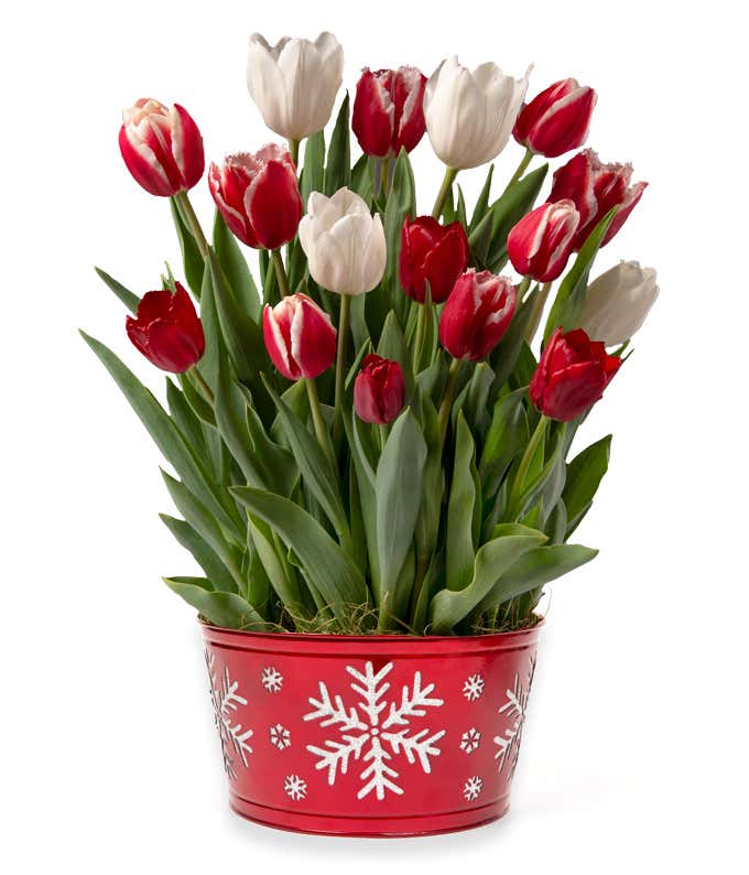 Red, White & Red and White Tulips