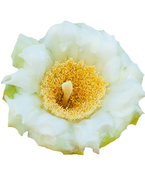 Saguaro Cactus Blossom