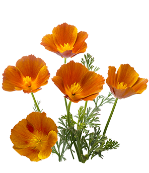 California Poppy