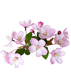 Peach Blossom