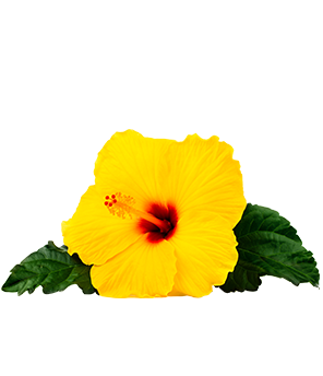 Hibiscus