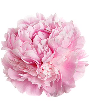 Peony