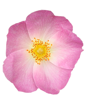 Wild Prairie Rose