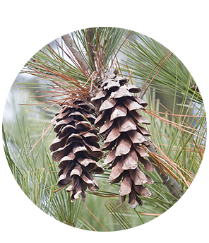 Eastern White Pine Tassel and Cone