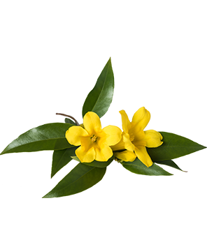 Yellow Jessamine