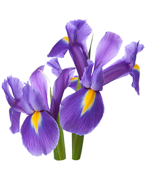 Iris